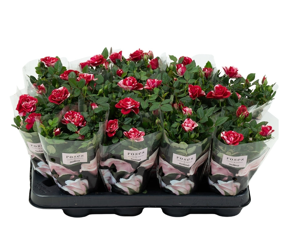 Roses Gigi Party 20cm 7cm Pot