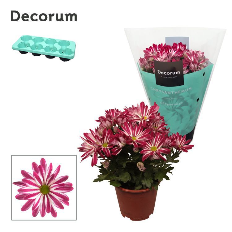 Chrysanthemum Rainbow Twist 25cm 13cm Pot