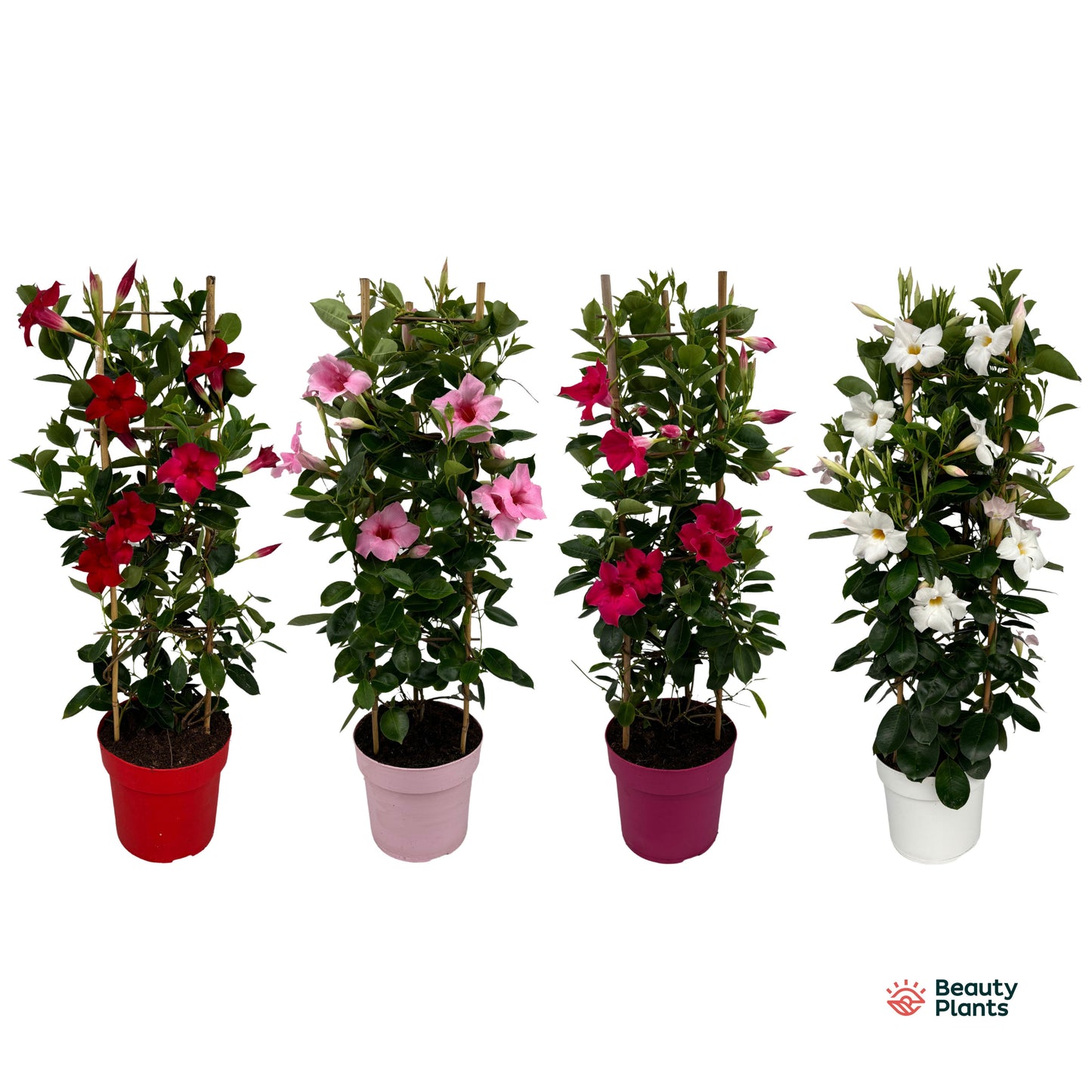 Mandevilla mix pyramid 75cm 19cm Pot