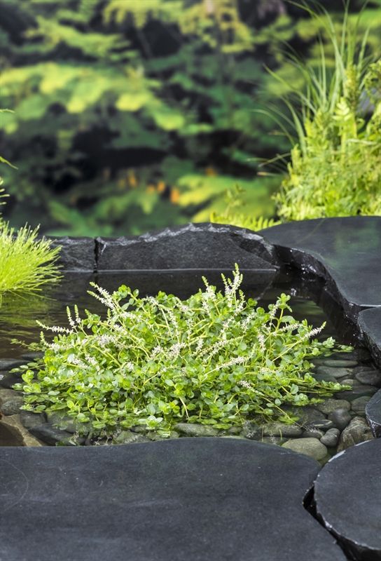 Rotala rotundifolia green (18 x 18) 20cm 18cm Pot