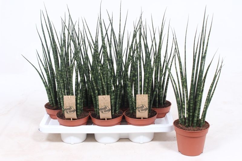 Sansevieria Fernwood Mikado 55cm 14cm Pot