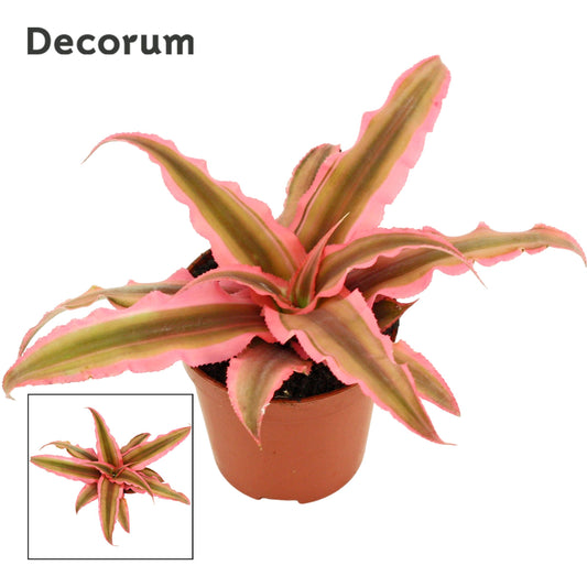 cryptanthus-pink-starlight-6cm-6cm-pot