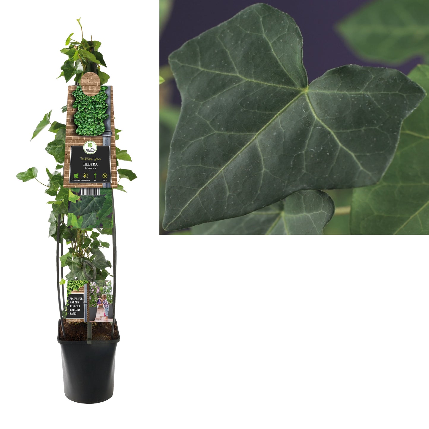Hedera hibernica 23cm Pot