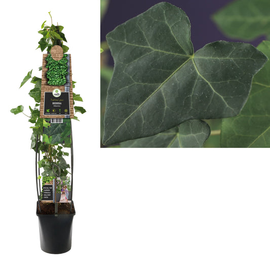 Hedera hibernica 23cm Pot