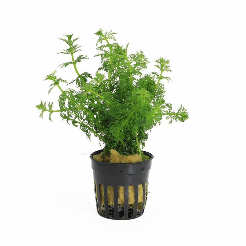 Limnophila aromatica 10cm 5cm Pot