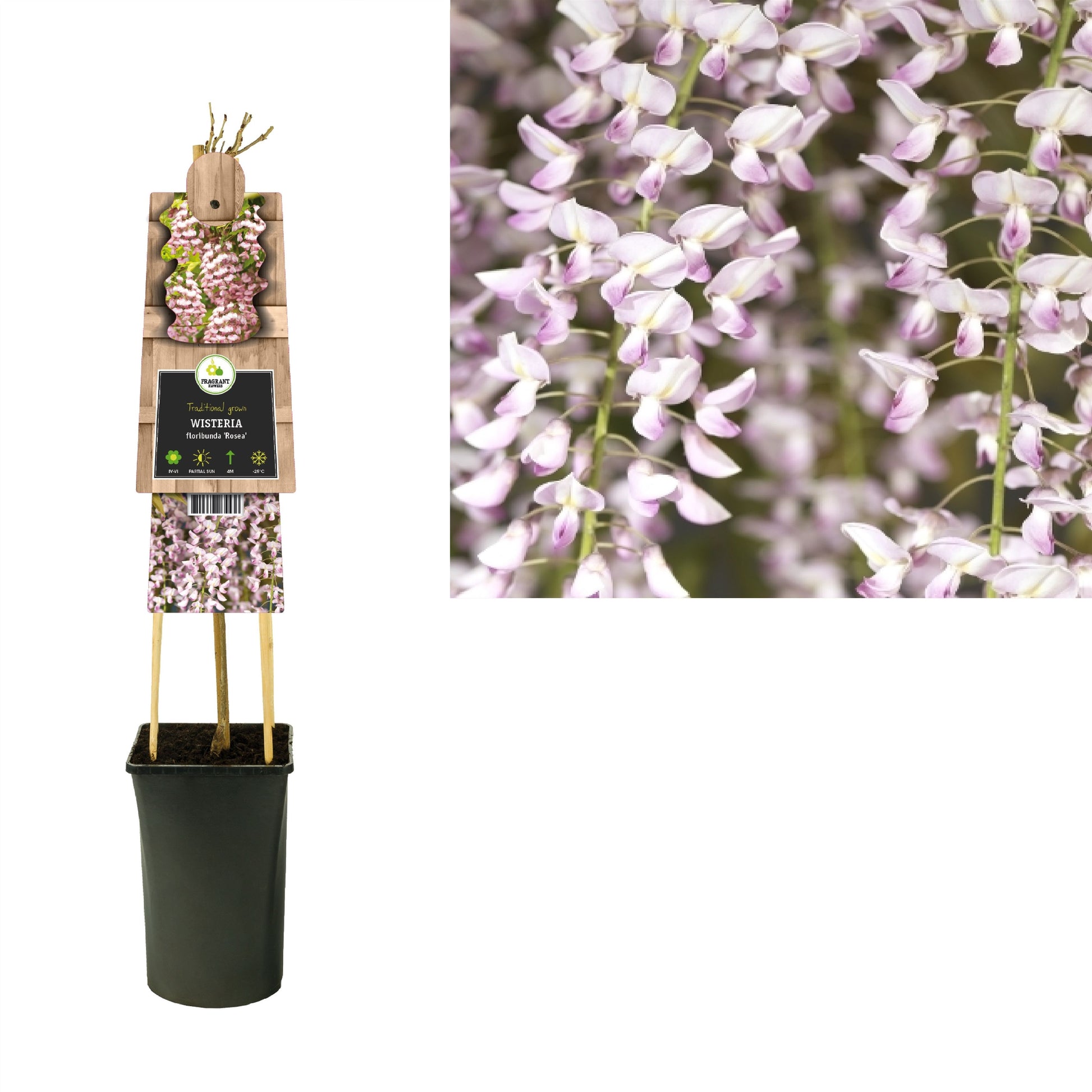 Wisteria floribunda Rosea 75cm 17cm Pot