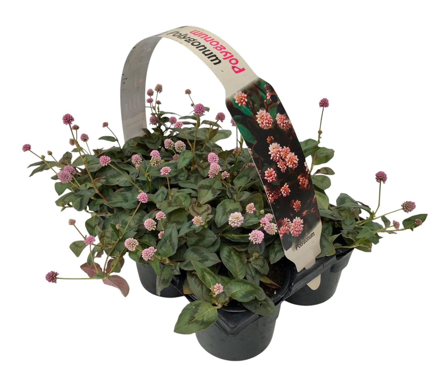 Polygonum 10cm 9cm Pot