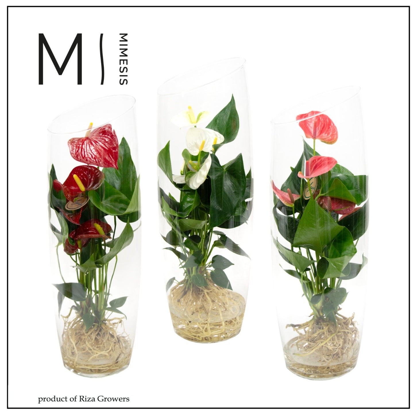 arr. Anthurium mix Aqua di Karma 43cm 12cm Pot
