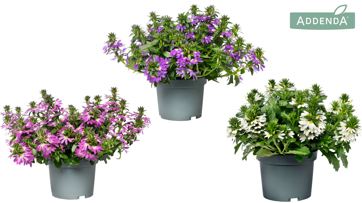Scaevola Fanfana 20cm 12cm Pot