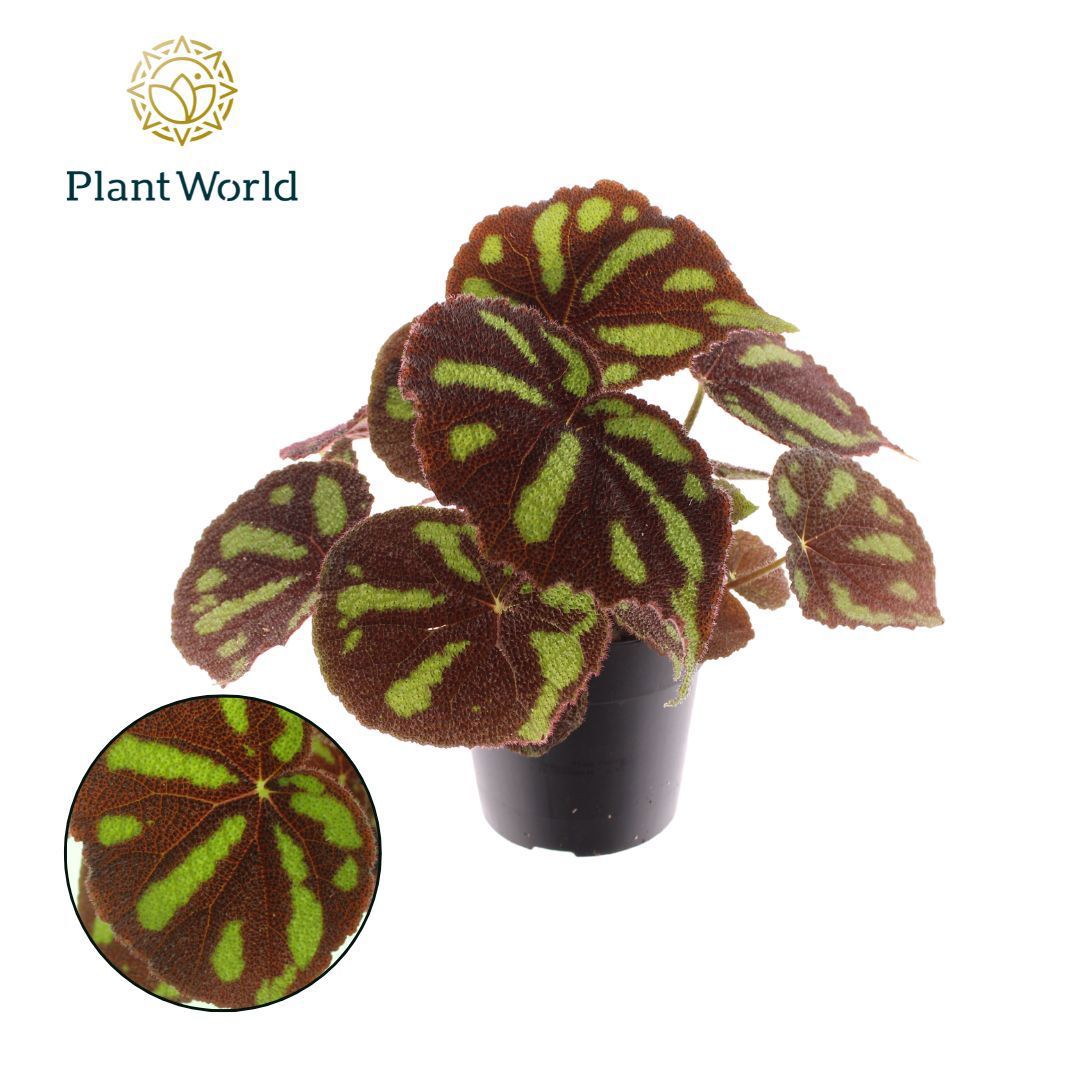 Begonia Iron Cross 30cm 14cm Pot