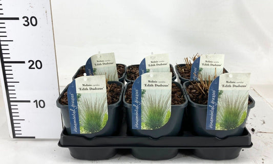 Molinia Edith Dudszus 15cm 17cm Pot