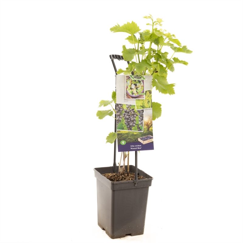Vitis Muscat Blue 65cm 18cm Pot
