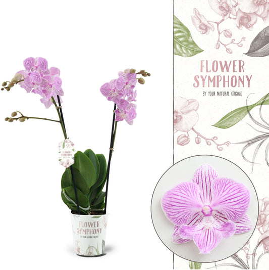 Phalaenopsis Flower Symphony Manta Penida 45cm 12cm Pot