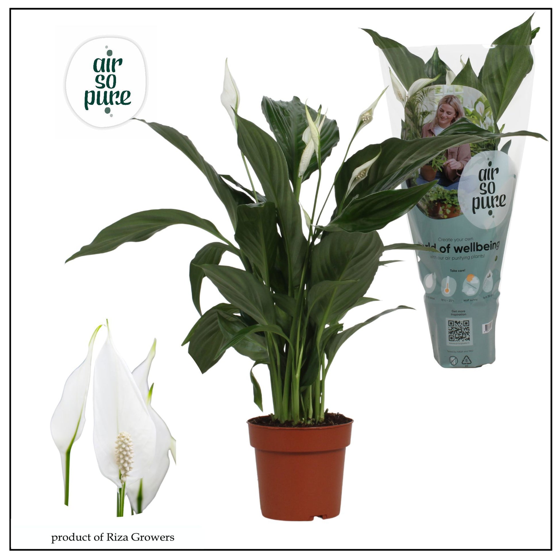 Spathiphyllum Sweet Ricardo 60cm 13cm Pot