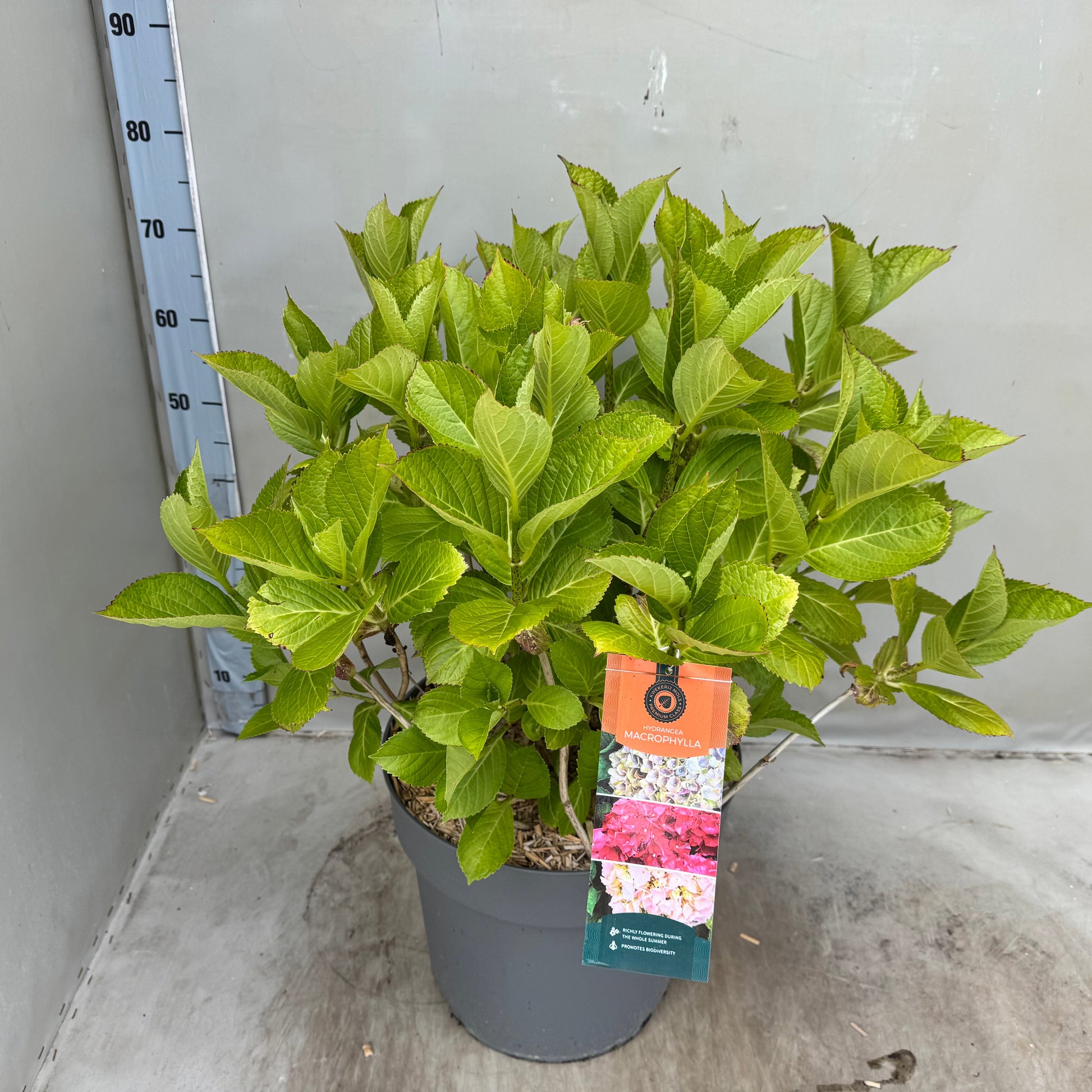 Hydrangea Mariesii Perfecta 60cm 35cm Pot