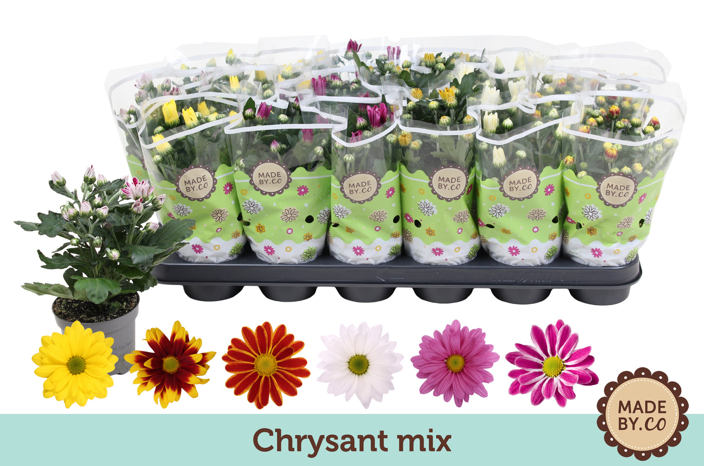 Chrysanthemum mix 22cm 9cm Pot