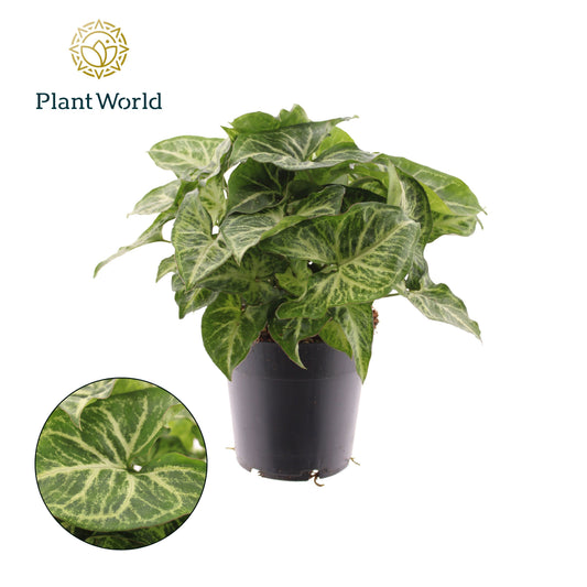 Syngonium Arrow 30cm 14cm Pot