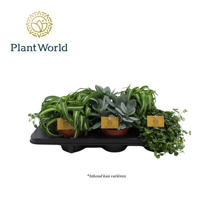 Foliage houseplants mix 20cm 12cm Pot