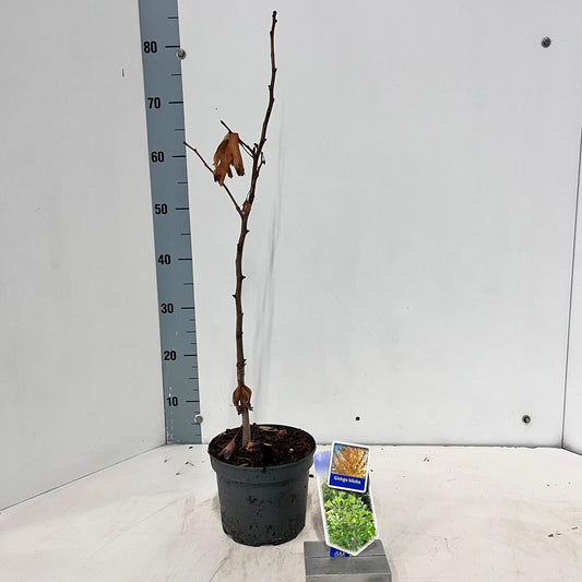 Ginkgo Little Emperor 70cm 17cm Pot