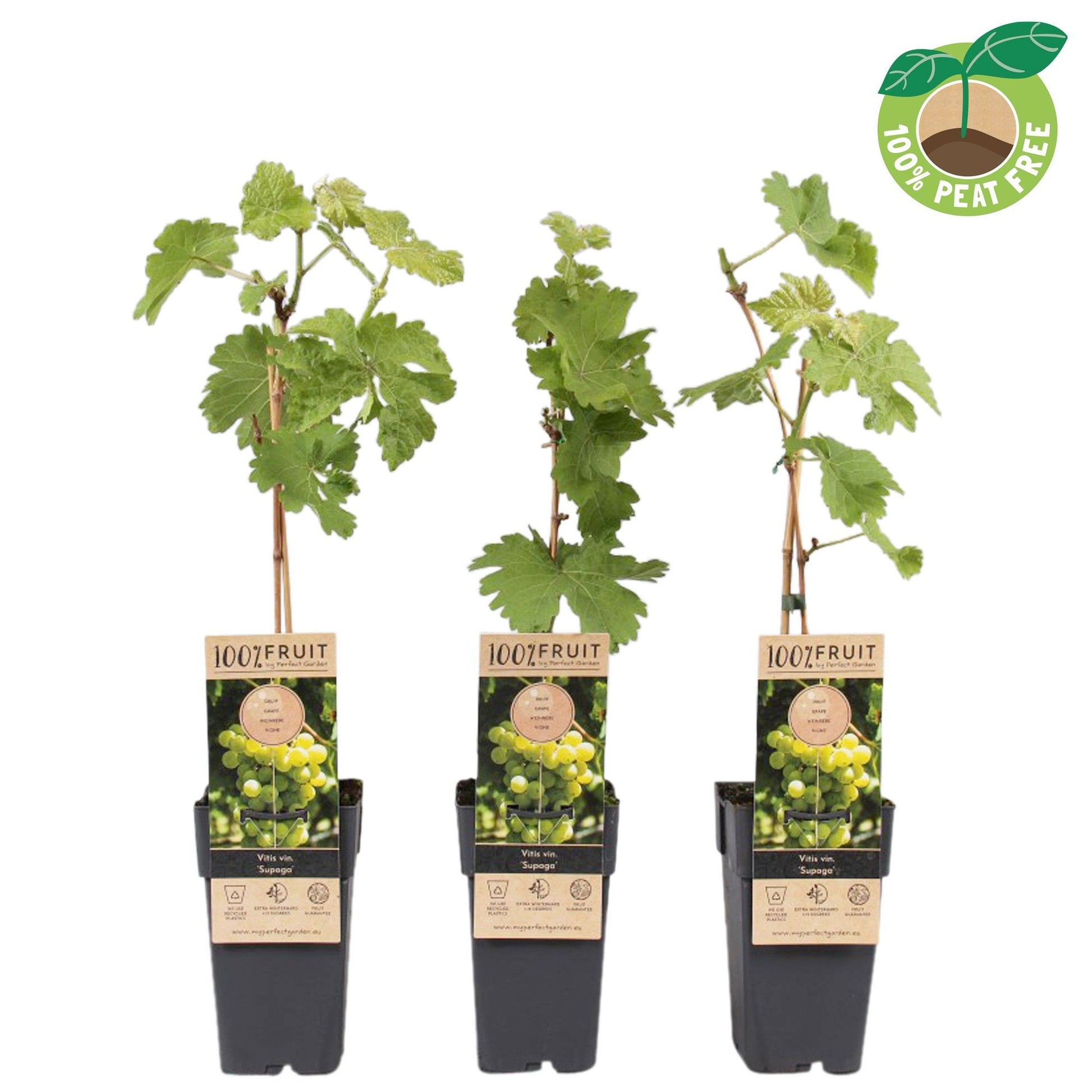Vitis vinifera Supaga (White Grape) 50cm 15cm Pot