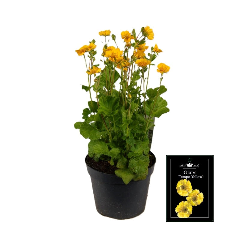 Geum chiloense 35cm 15cm Pot