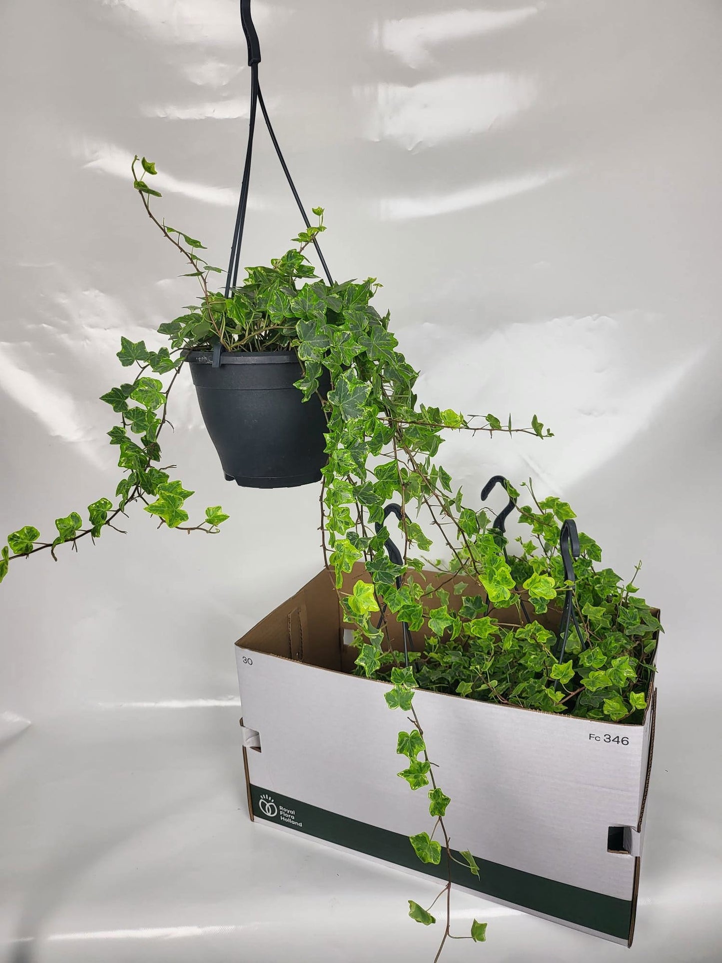 Hedera hel. Mint Kolibri 19cm Pot