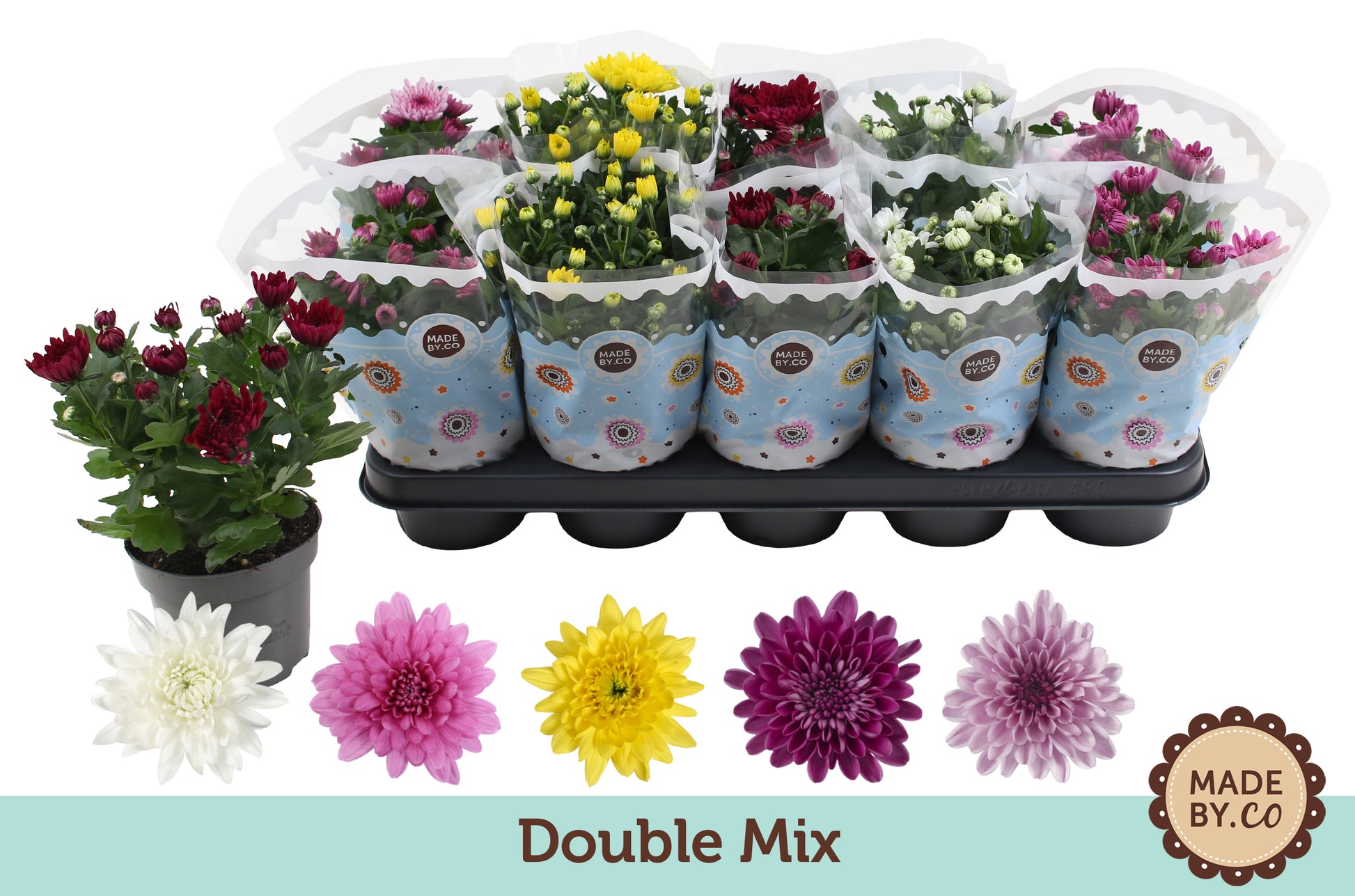 Chrysanthemum double mix 25cm 12cm Pot