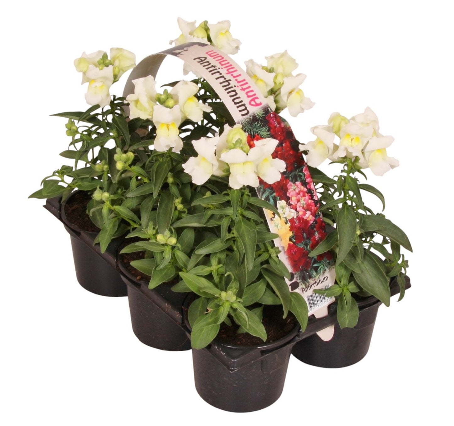 Antirrhinum white 15cm 9cm Pot