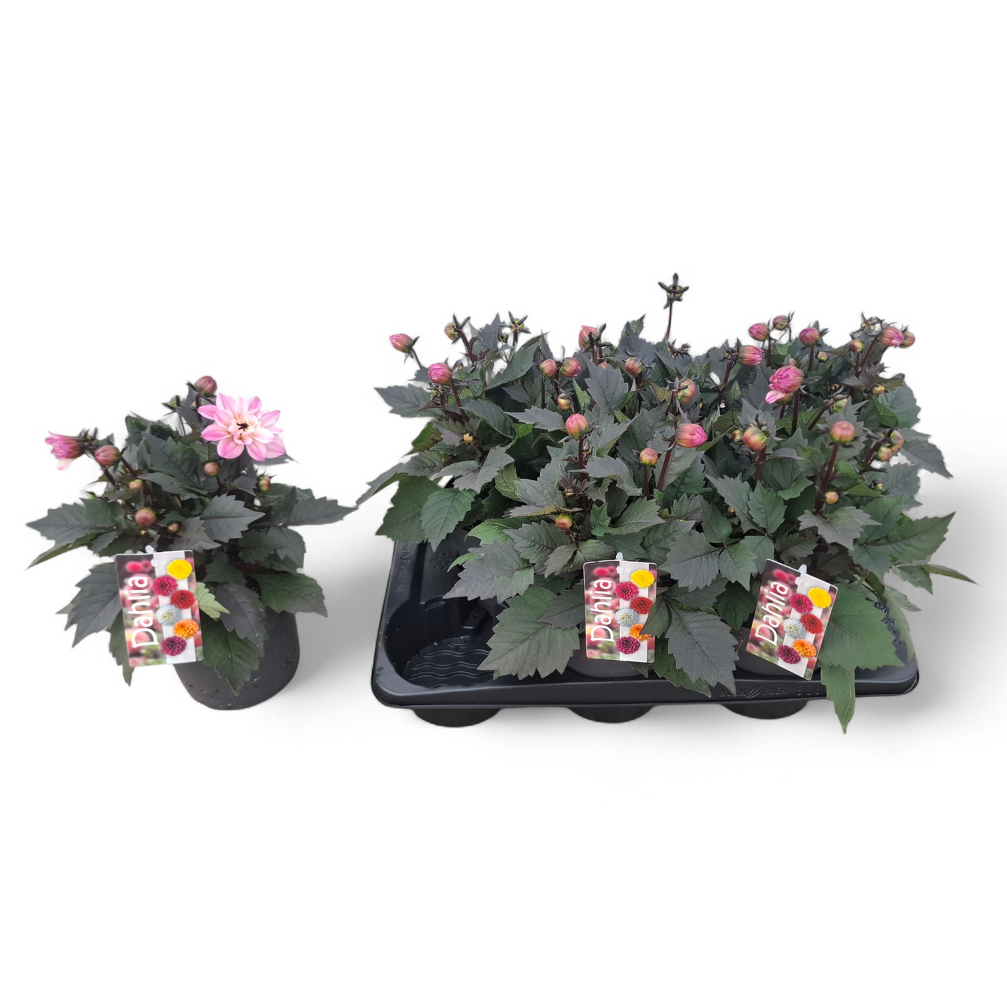Dahlia Hypnotica Rose Bicolor 40cm 17cm Pot