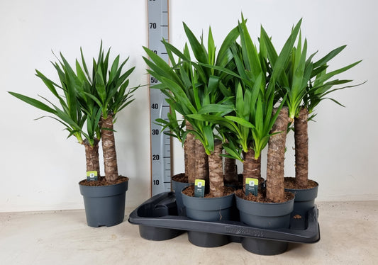 Yucca branched 60cm 17cm Pot