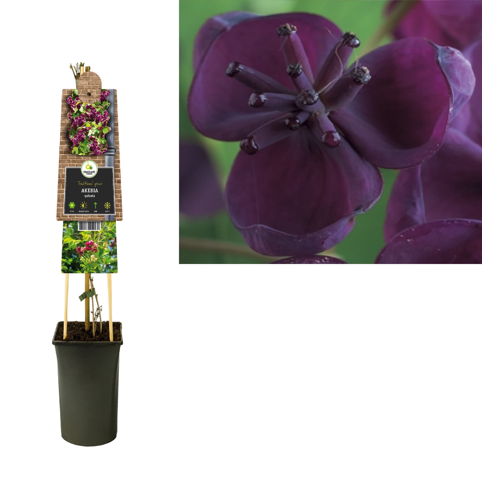 Akebia quinata (chocolate vine) 75cm 17cm Pot