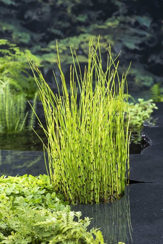 Equisetum fluviatile 20cm 9cm Pot