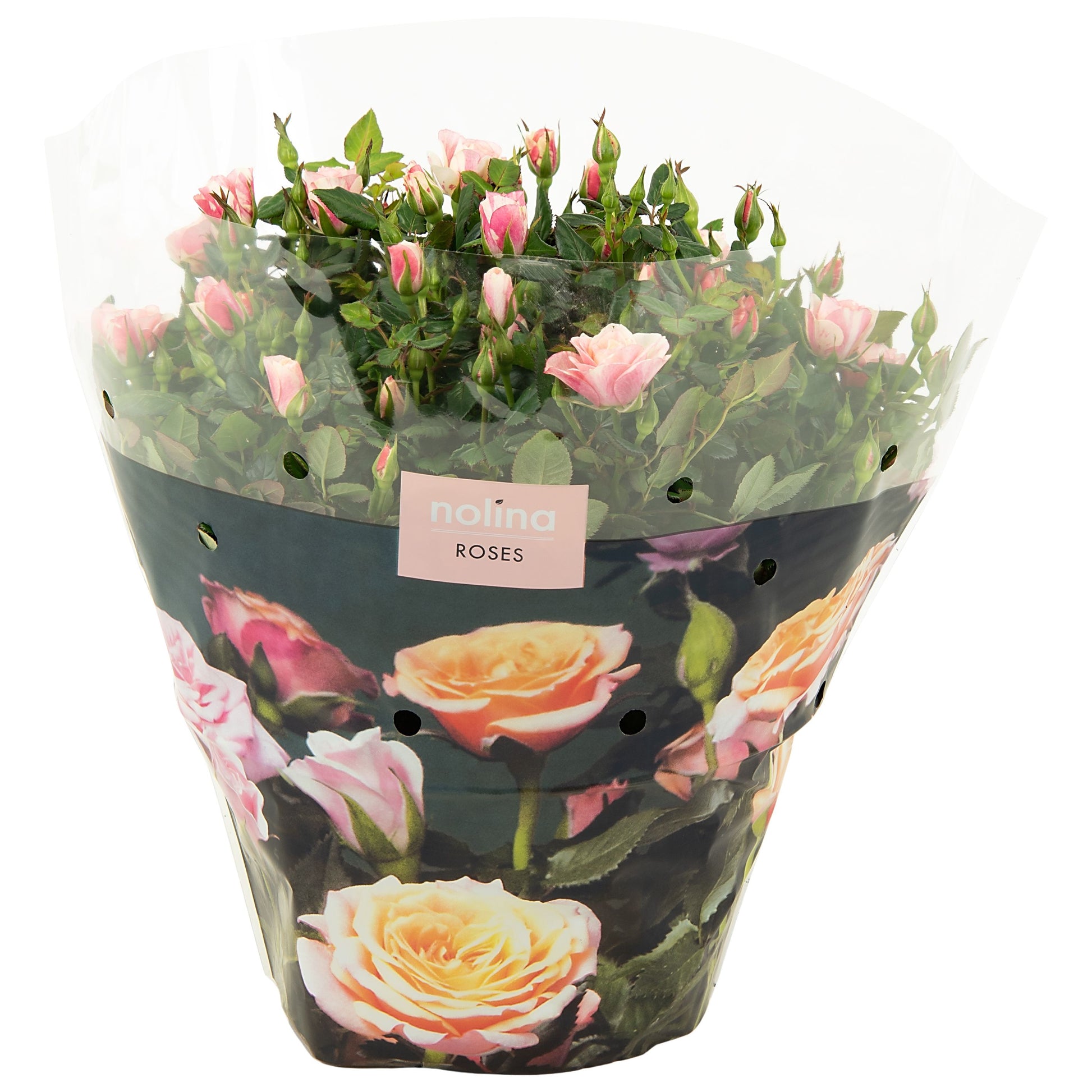 Rosa victory Piia 32cm 23cm Pot