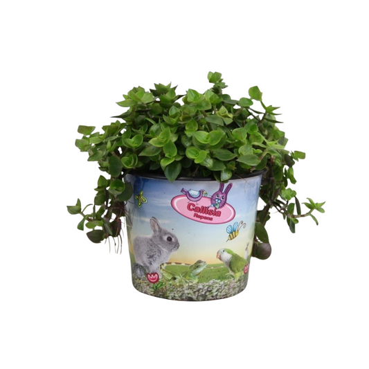 Calissia repens in potcover 17cm 12cm Pot