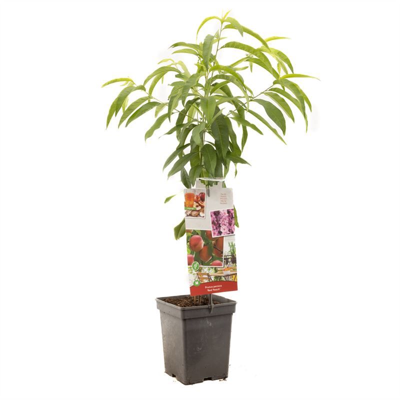 Prunus Red Peach 90cm 18cm Pot