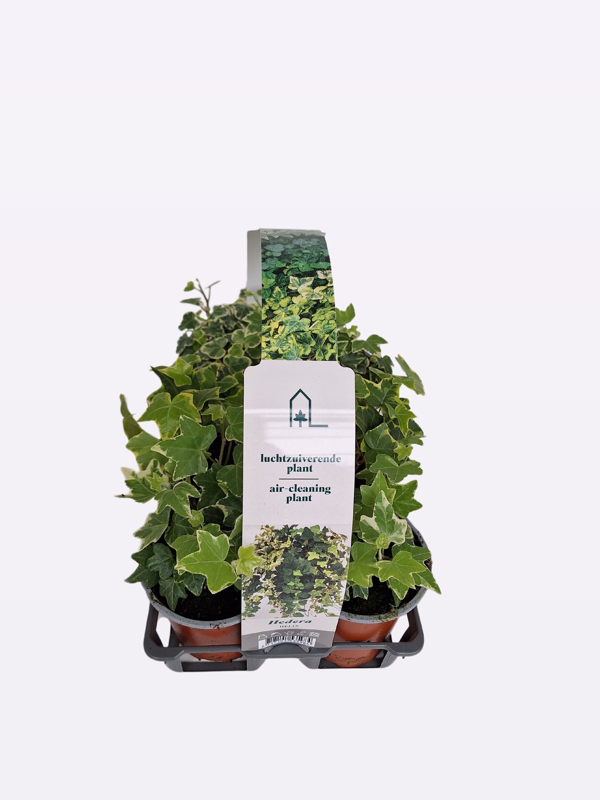 Hedera helix mix 9cm Pot