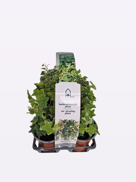 Hedera helix mix 9cm Pot