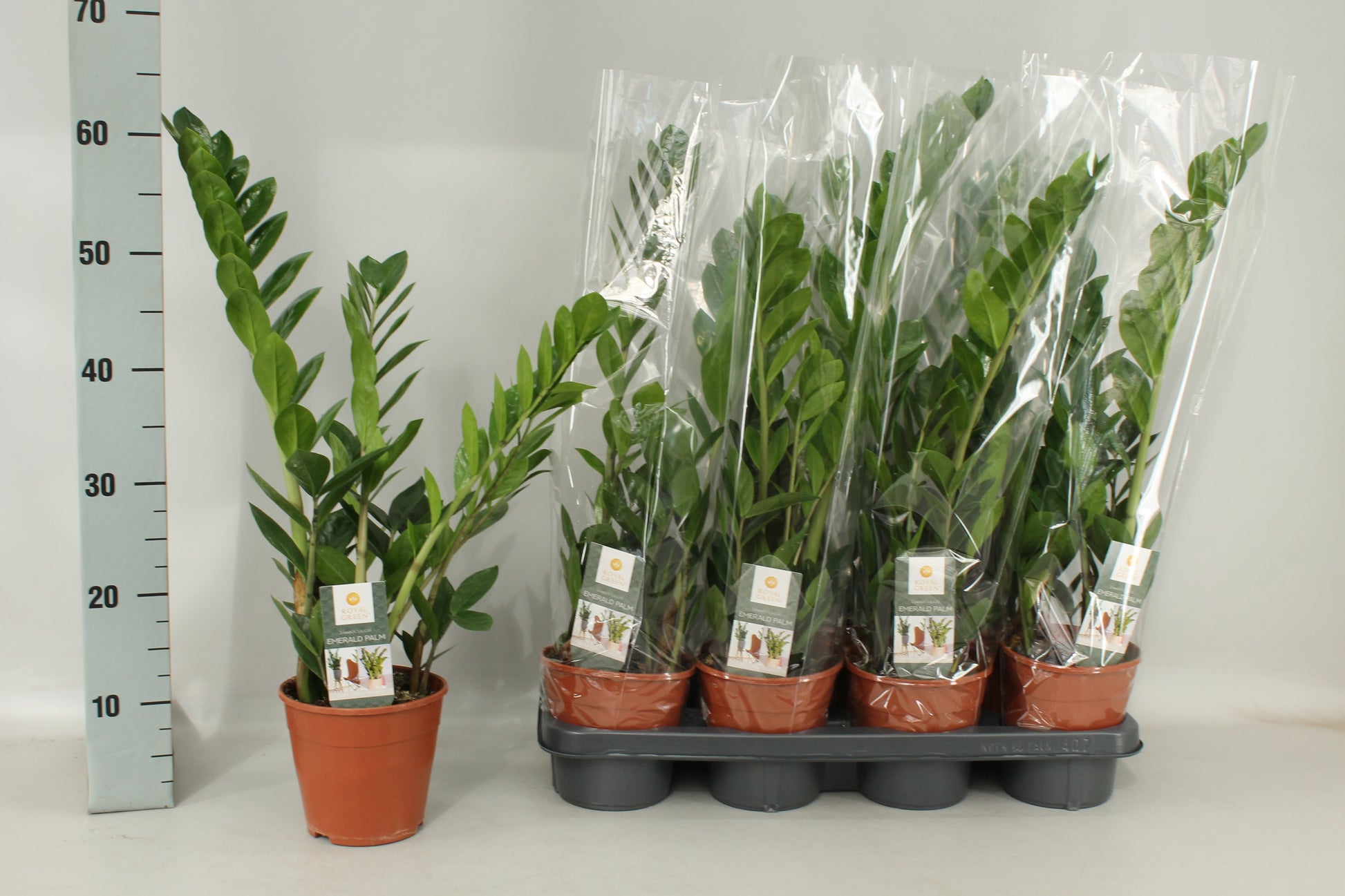 Zamioculcas zamiifolia 65cm 14cm Pot