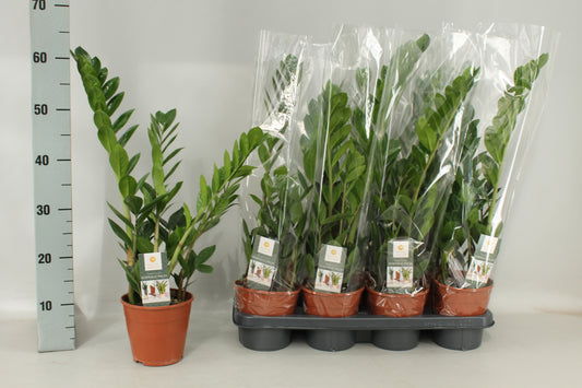 Zamioculcas zamiifolia 65cm 14cm Pot