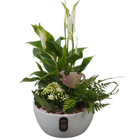 PTIB5154 Arrangementen kamerplanten 39cm 18cm Pot