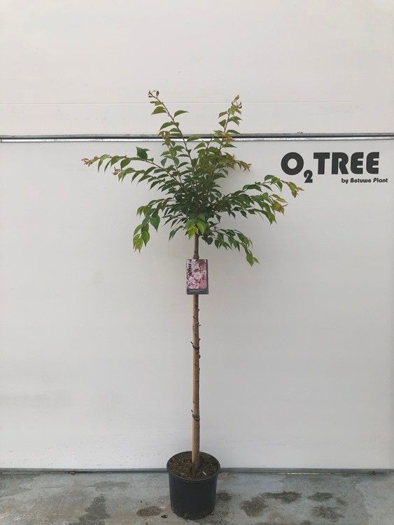 Prunus sub. Autumnalis Rosea 130cm 30cm Pot