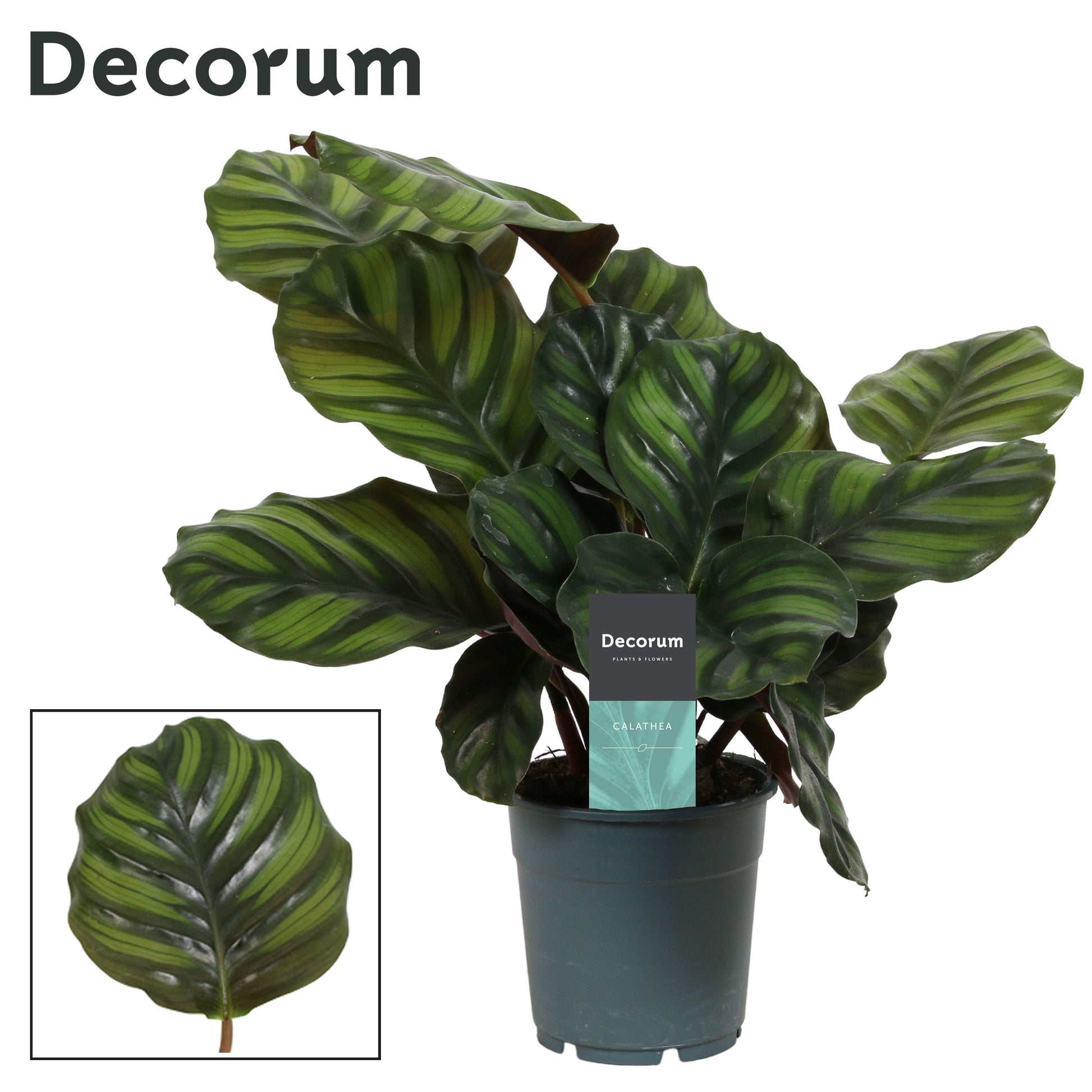 Calathea fasciata 30cm 12cm Pot