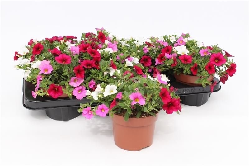 Calibrachoa Mixmasters Pink Paradise 17cm 13cm Pot