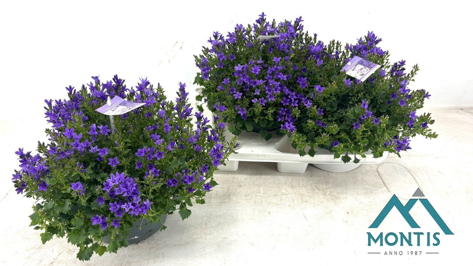 Campanula Ambella purple 25cm 20cm Pot