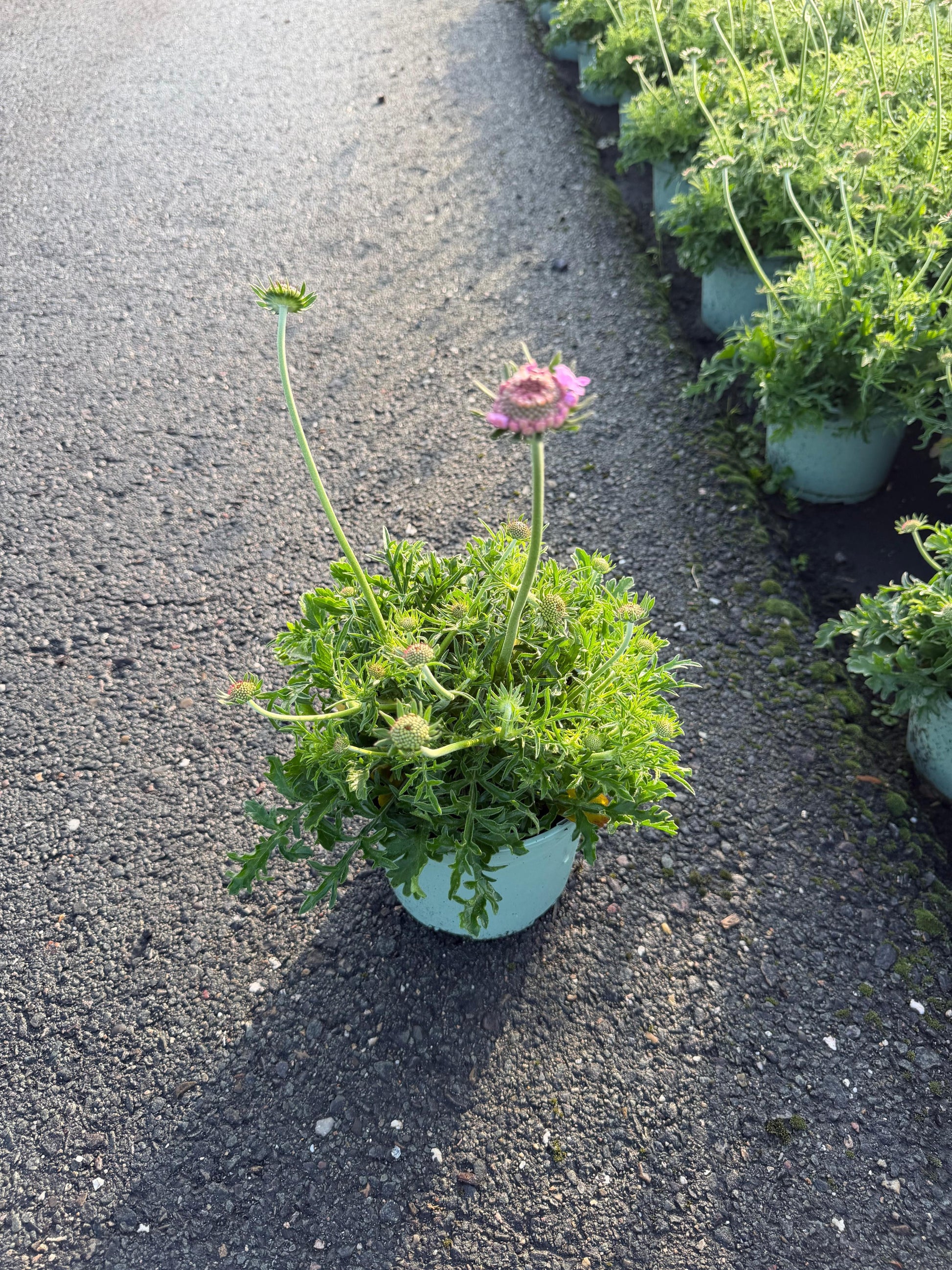 Scabiosa col. Pink Mist 35cm 17cm Pot