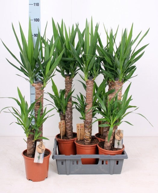 Yucca elephantipes 110cm 19cm Pot
