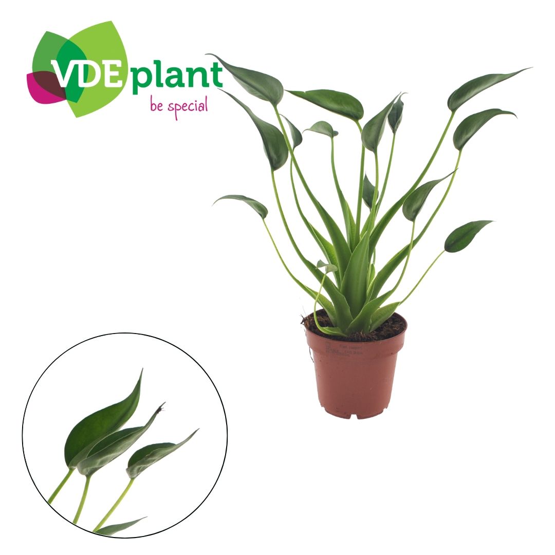 Alocasia Tiny Dancers 30cm 12cm Pot