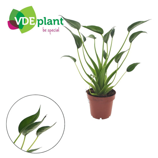 Alocasia Tiny Dancers 30cm 12cm Pot