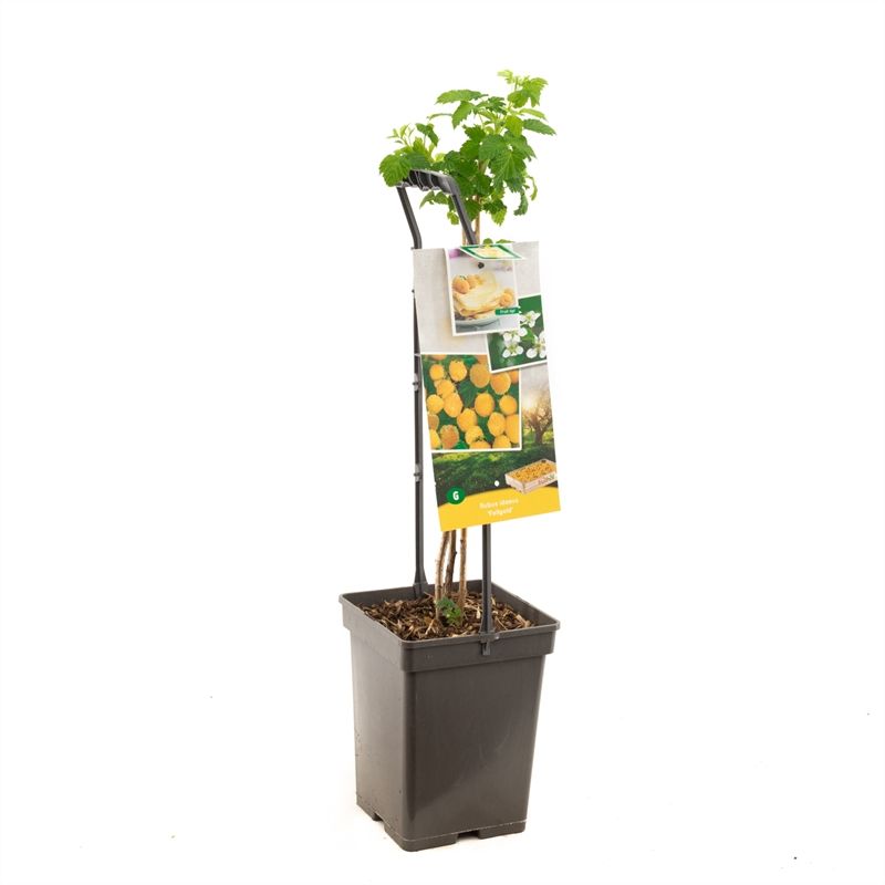 Rubus id. Fallgold 65cm 18cm Pot