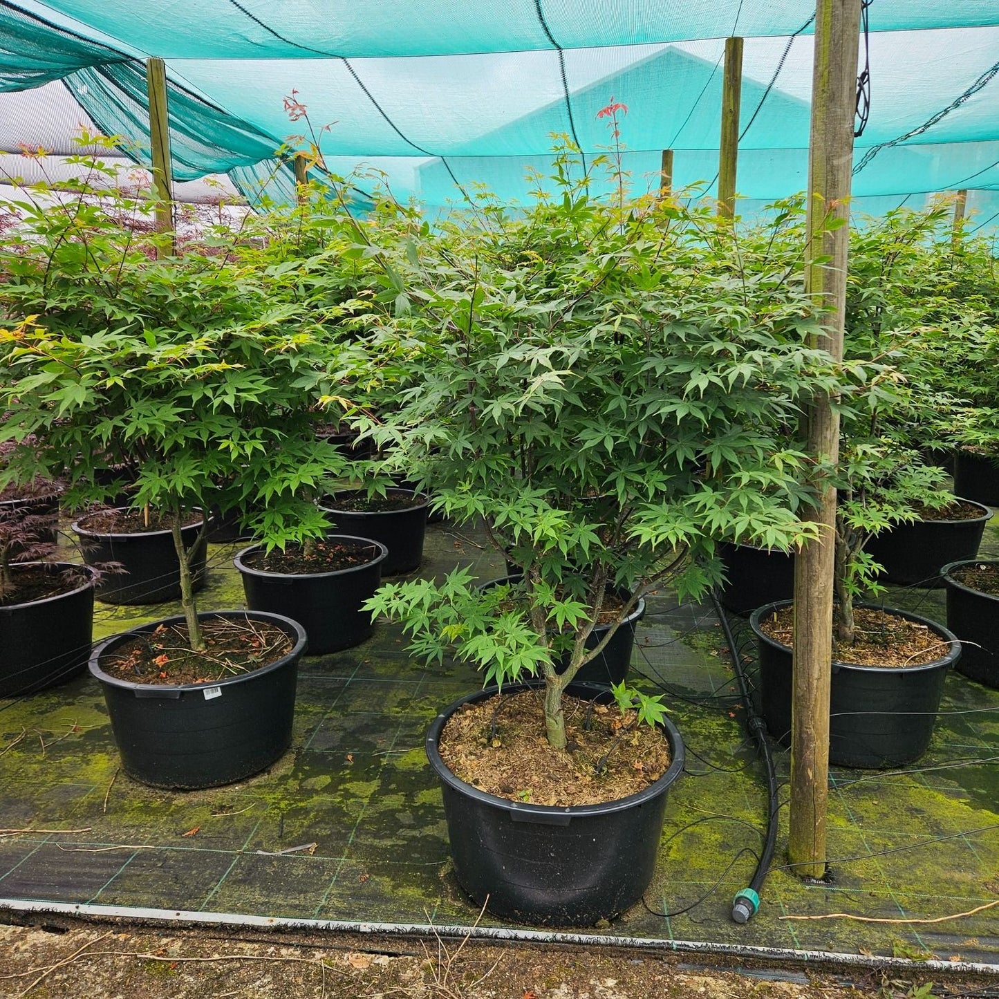 Acer palm. Osakazuki 160cm 59cm Pot